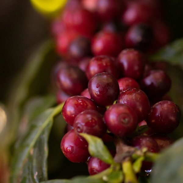 Café 01 - Catuaí Vermelho 250g - Image 2